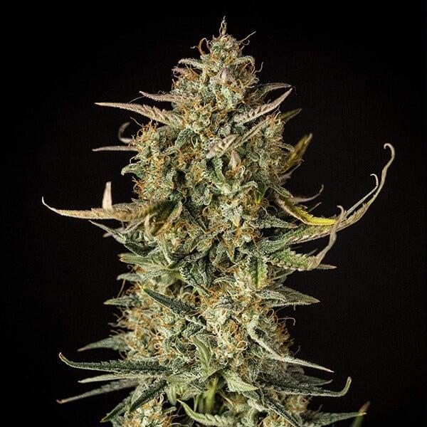 Fat Banana Auto 3 Seeds