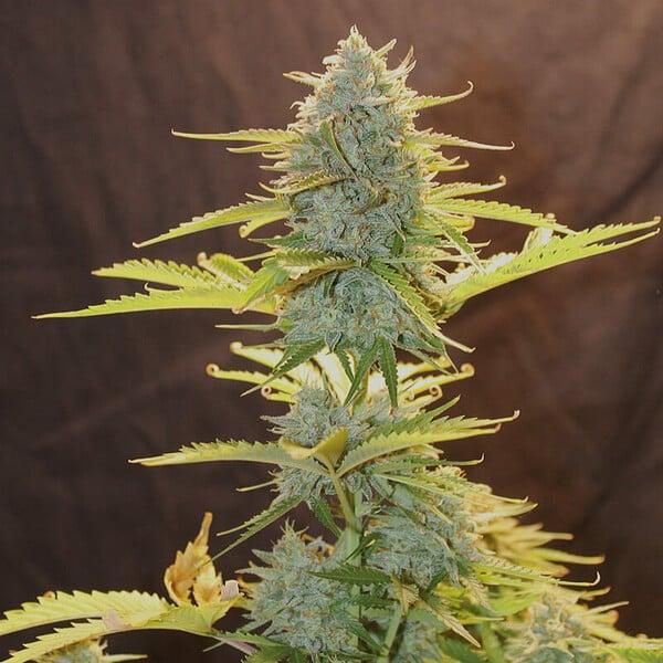Fat Banana Auto 3 Seeds