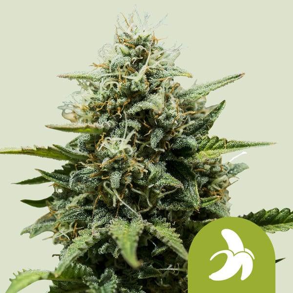 Fat Banana Auto 3 Seeds