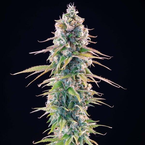 Royal Queen Seeds - Gelato 44 - 3 Seeds