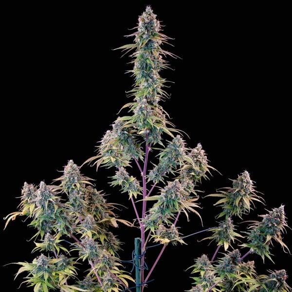 Royal Queen Seeds - Gelato 44 - 3 Seeds
