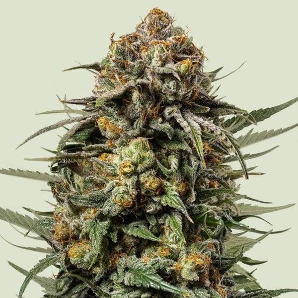 Royal Queen Seeds - Gelato 44 - 3 Seeds