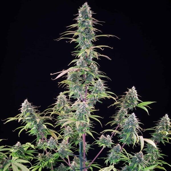 Royal Queen Seeds - Gelato 44 - 3 Seeds