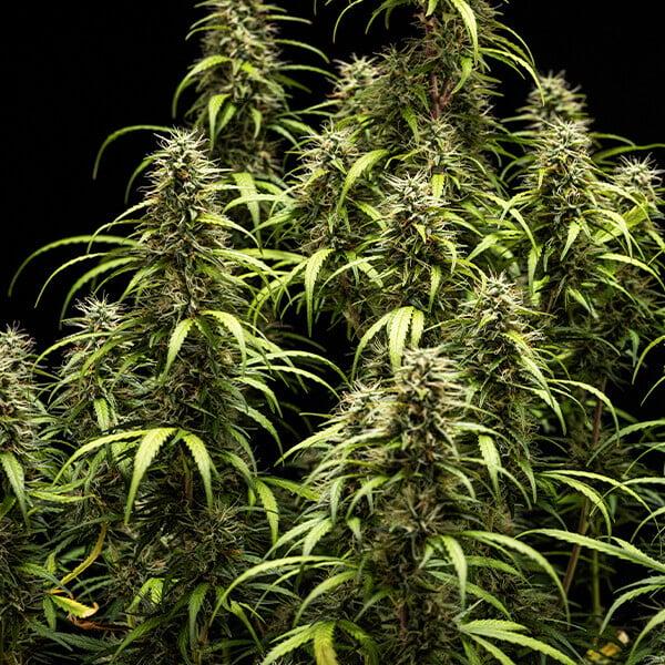 Royal Queen Seeds - GOAT'lato Auto 3 Seeds