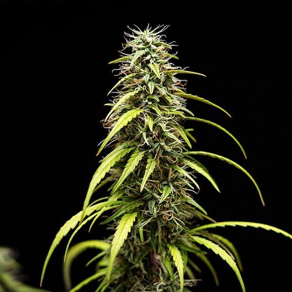 Royal Queen Seeds - GOAT'lato Auto 3 Seeds