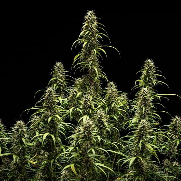 Royal Queen Seeds - GOAT'lato Auto 3 Seeds