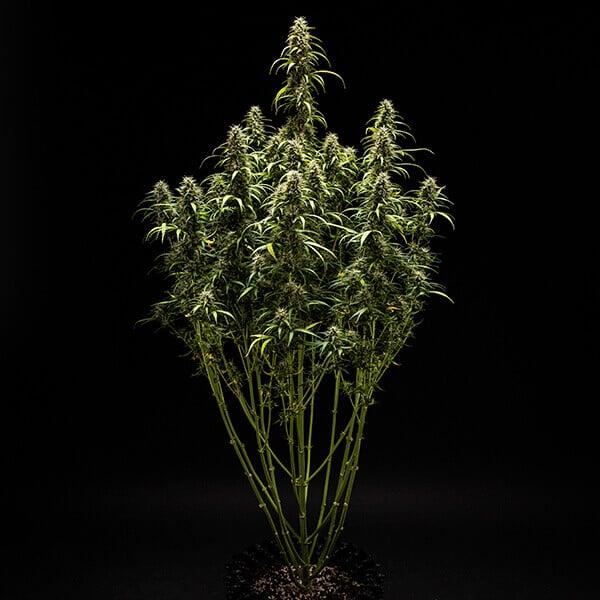 Royal Queen Seeds - GOAT'lato Auto 3 Seeds