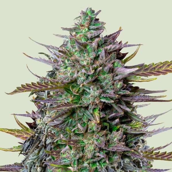Royal Queen Seeds - GOAT'lato Auto 3 Seeds