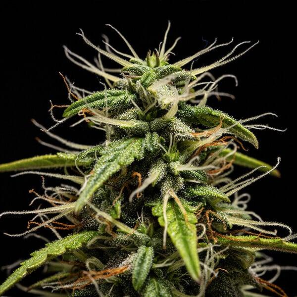 Royal Queen Seeds - GOAT'lato Auto 3 Seeds