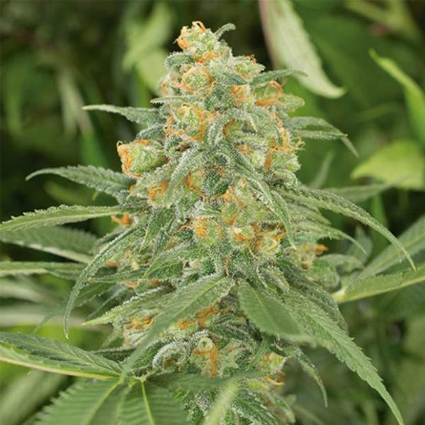Green Crack Hanfstecklinge