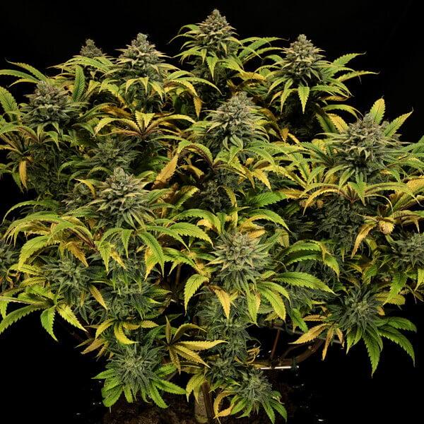 Green Gelato 3 Seeds
