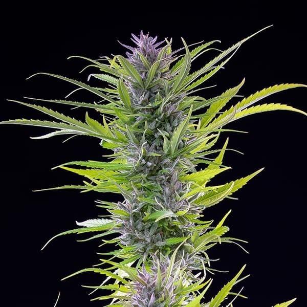 Green Gelato 3 Seeds