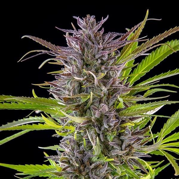 Green Gelato 3 Seeds