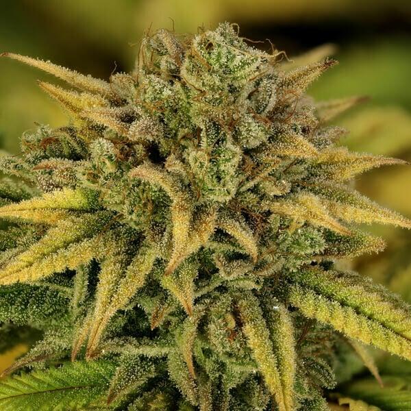 Green Gelato 3 Seeds