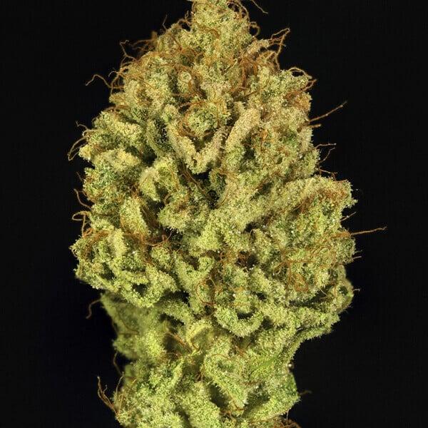 Green Gelato 3 Seeds