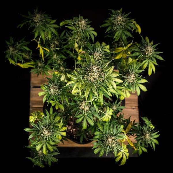 Cherry Pie Auto 3 Seeds