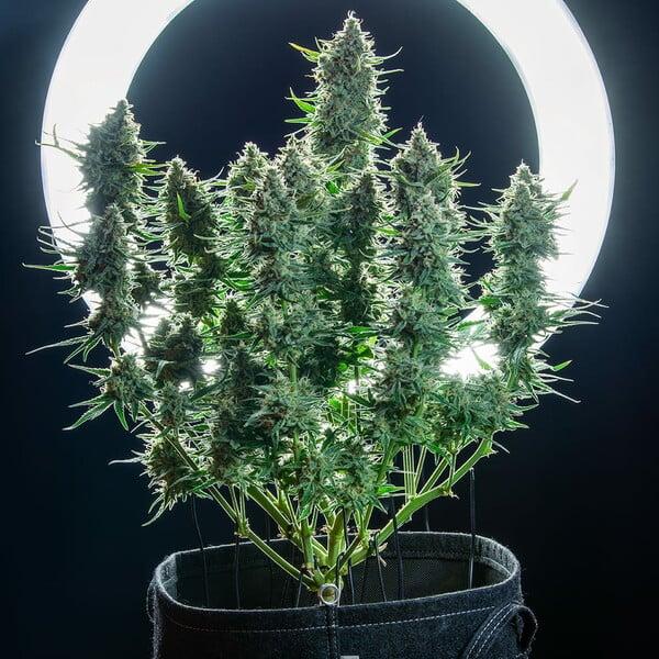 Cherry Pie Auto 3 Seeds
