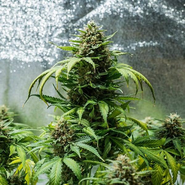 Cherry Pie Auto 3 Seeds