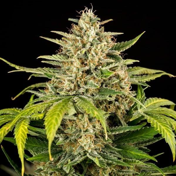 Cherry Pie Auto 3 Seeds