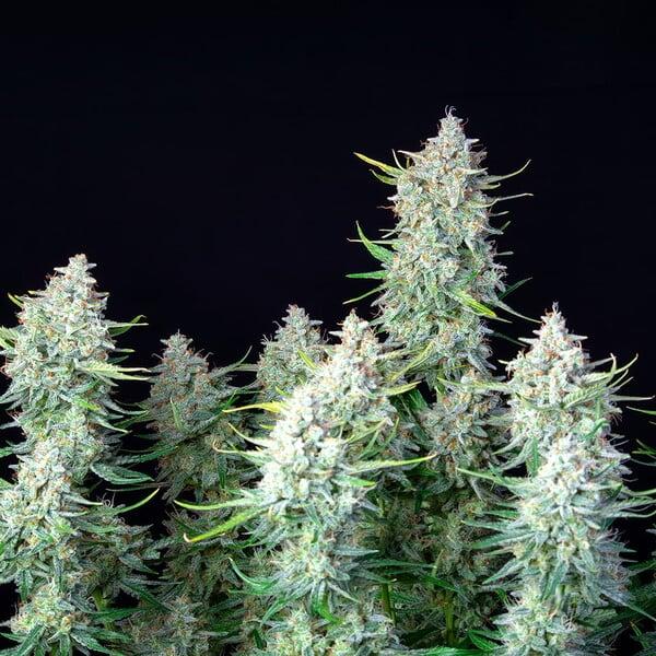 Cherry Pie Auto 3 Seeds