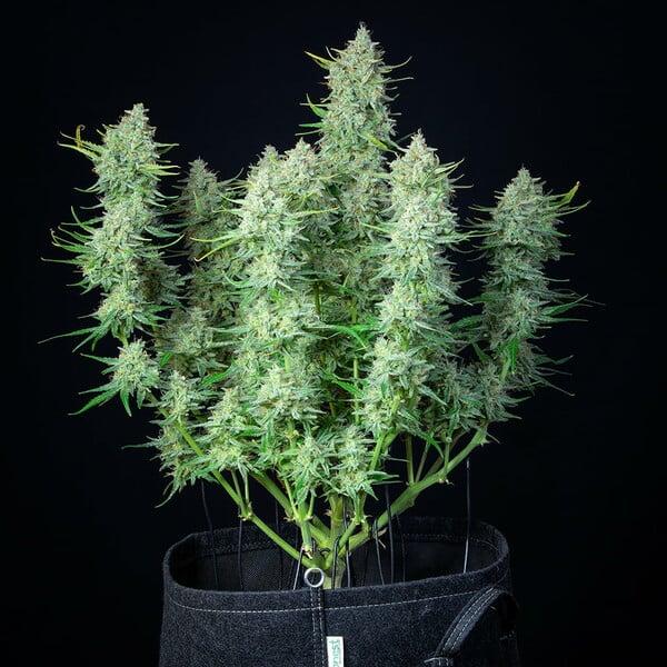 Cherry Pie Auto 3 Seeds