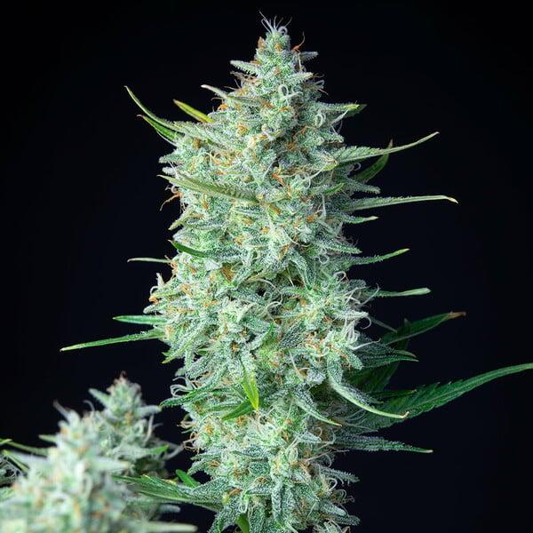 Cherry Pie Auto 3 Seeds