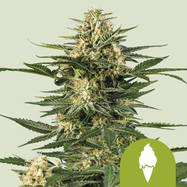 Green Gelato Auto 3 Seeds