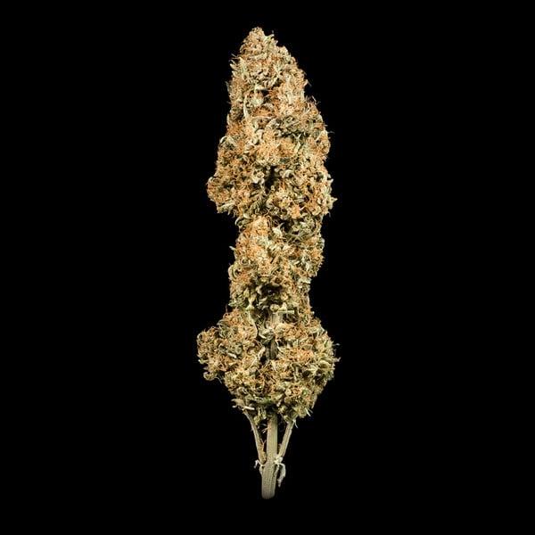 Cherry Pie Auto 3 Seeds