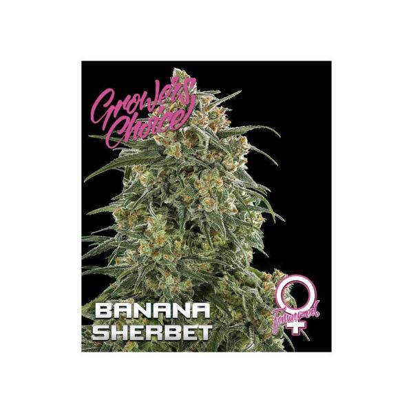 Growers Choice Banana Sherbet 5 Stk feminisiert + 2 gratis