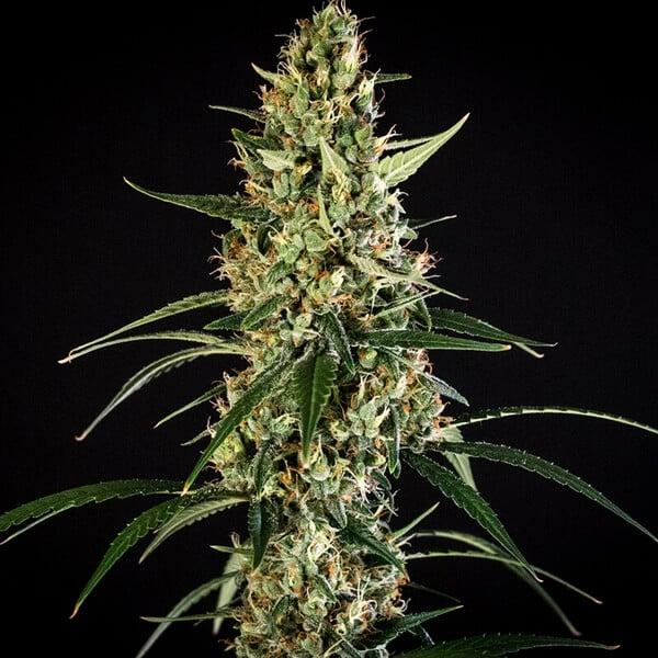 HulkBerry Auto 3 Seeds