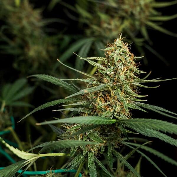 HulkBerry Auto 3 Seeds