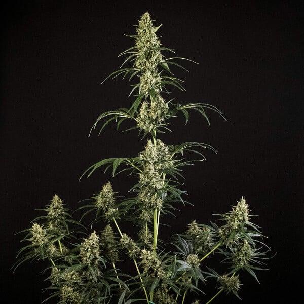 HulkBerry Auto 3 Seeds