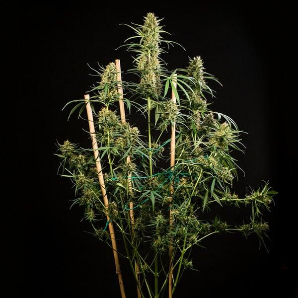 HulkBerry Auto 3 Seeds