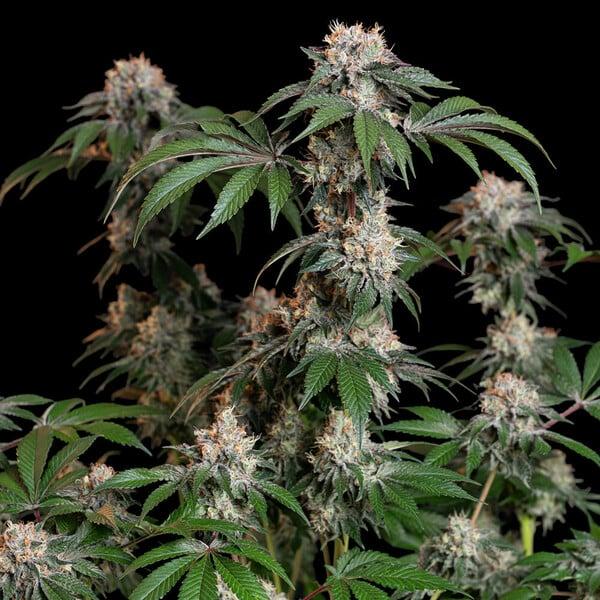 Royal Queen Seeds - Lemon Shining Silver Haze 3 Seeds