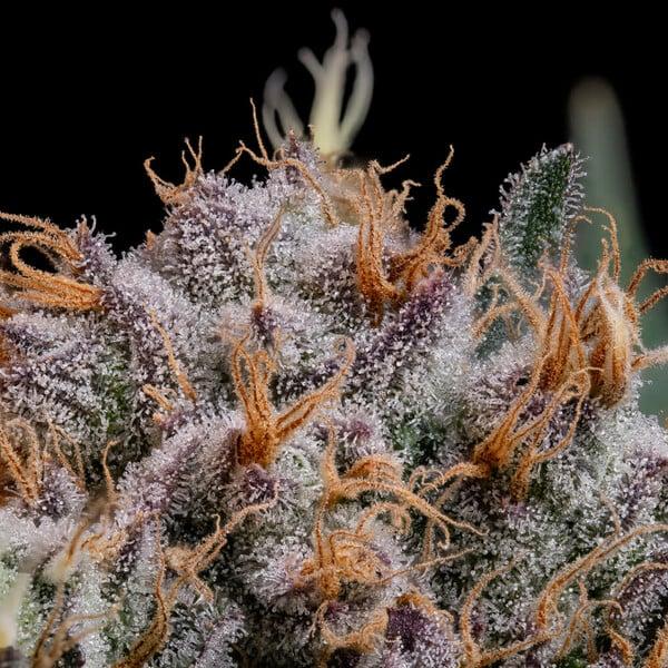 Royal Queen Seeds - Lemon Shining Silver Haze 3 Seeds
