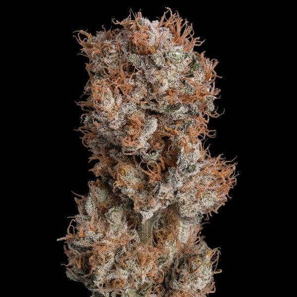 Royal Queen Seeds - Lemon Shining Silver Haze 3 Seeds