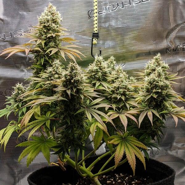 Royal Queen Seeds - Lemon Shining Silver Haze 3 Seeds
