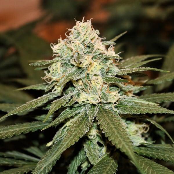Royal Queen Seeds - Lemon Shining Silver Haze 3 Seeds