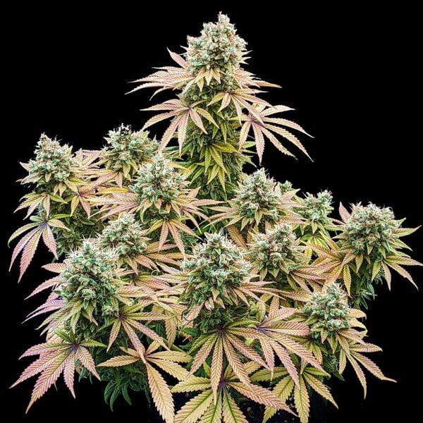 Royal Queen Seeds - Lemon Shining Silver Haze 3 Seeds