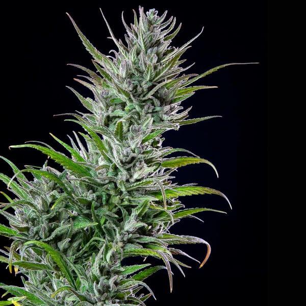 Royal Queen Seeds - Northern Light 3 Seeds
