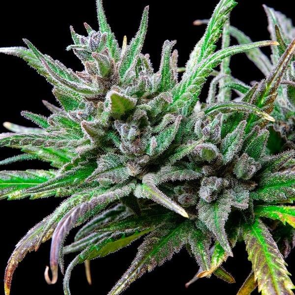 Royal Queen Seeds - Northern Light 3 Seeds