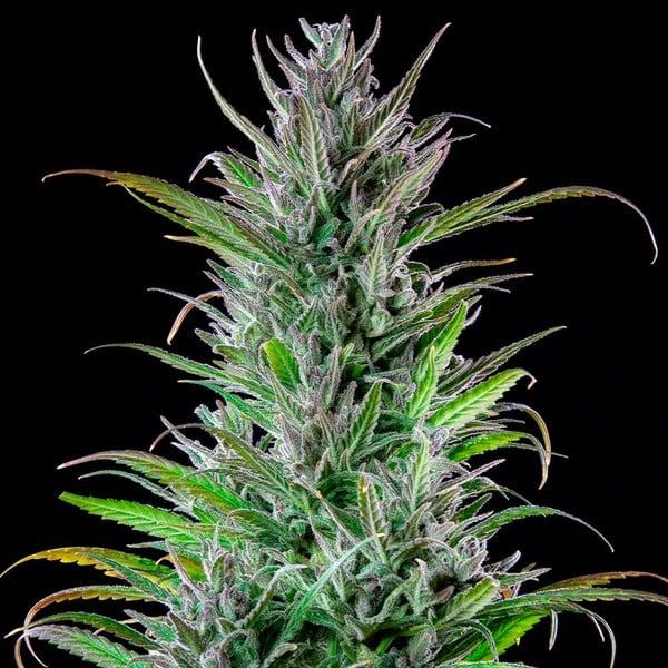 Royal Queen Seeds - Northern Light 3 Seeds
