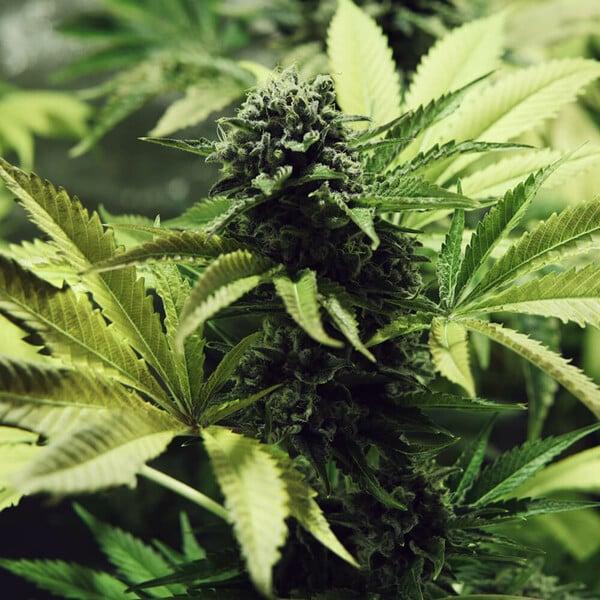 Royal Queen Seeds - Northern Light 3 Seeds