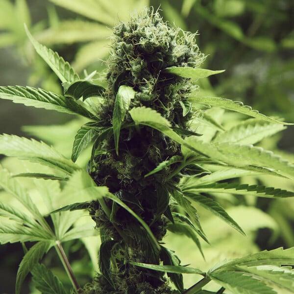 Royal Queen Seeds - Northern Light 3 Seeds