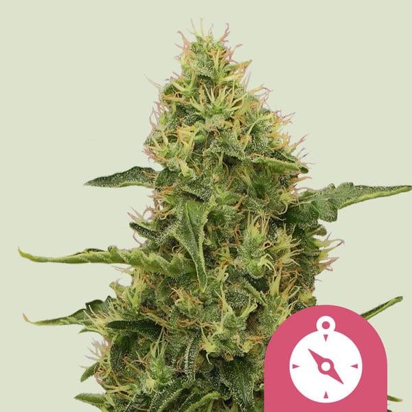 Royal Queen Seeds - Northern Light 3 Seeds