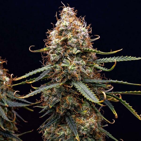 Northern Light Auto 3 Seeds