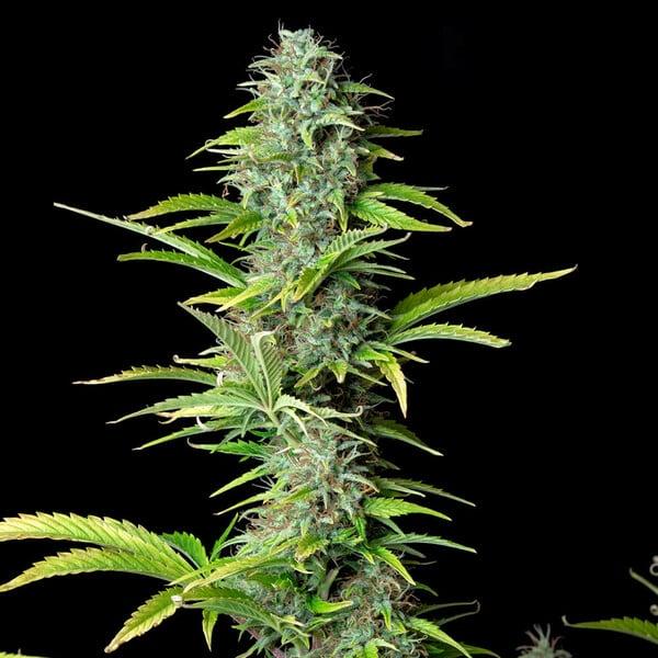 Northern Light Auto 3 Seeds