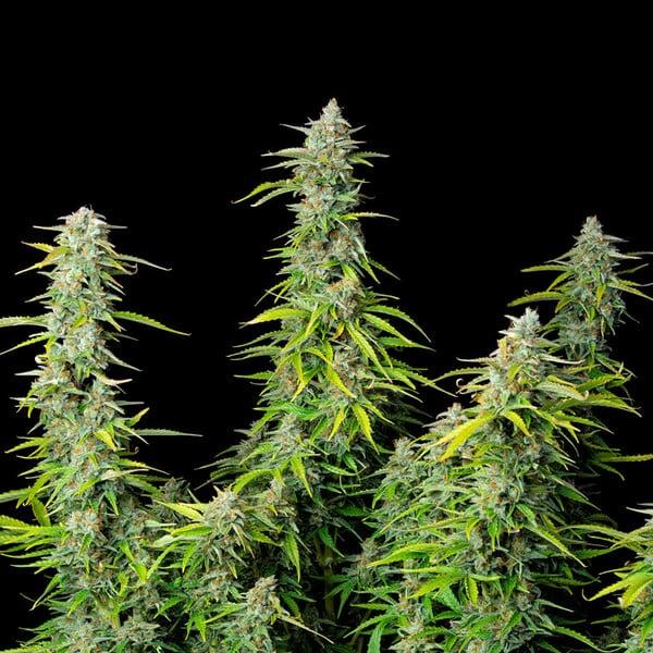 Northern Light Auto 3 Seeds