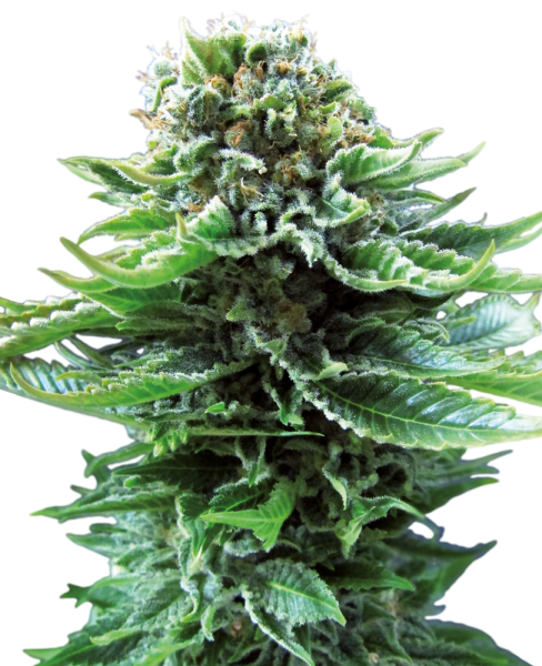 Northern Lights - auto.