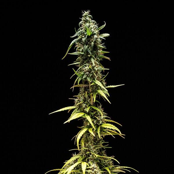 NYC Sour D Auto 3 Seeds